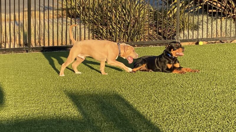 Village Green Dog Park - Mountain View, CA