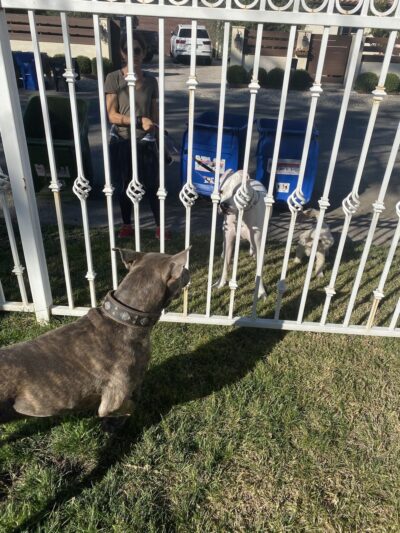 Whisman Dog Park - Mountain View, CA