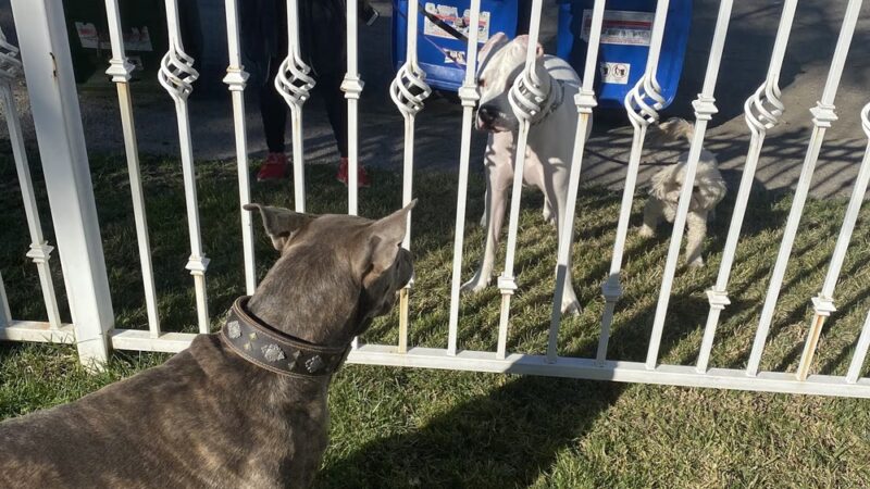 Whisman Dog Park - Mountain View, CA