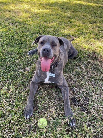 Whisman Dog Park - Mountain View, CA