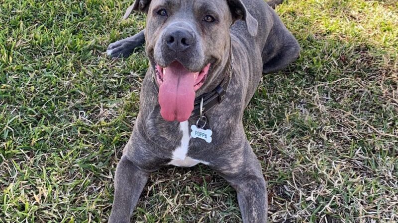 Whisman Dog Park - Mountain View, CA