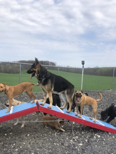Woodbine Woof Pack - Mt Airy, MD