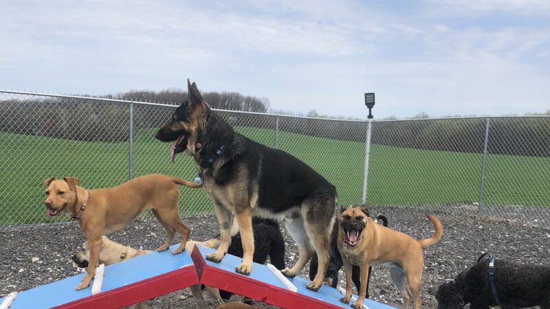 Woodbine Woof Pack - Mt Airy, MD