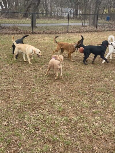 Woodbine Woof Pack - Mt Airy, MD