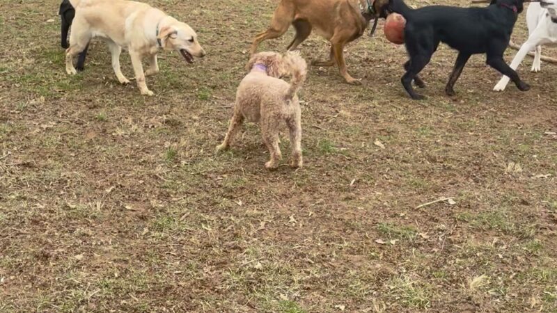 Woodbine Woof Pack - Mt Airy, MD