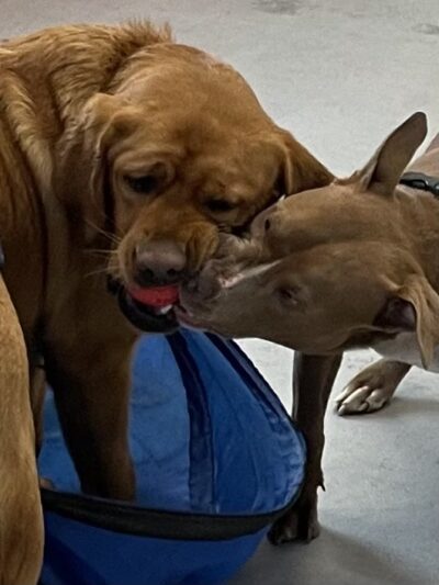 Woodbine Woof Pack - Mt Airy, MD