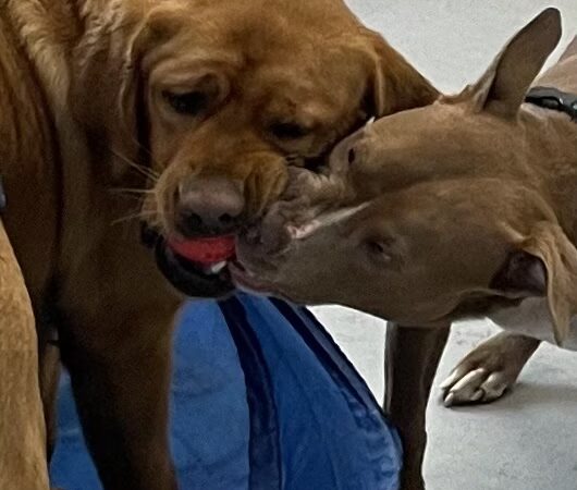 Woodbine Woof Pack - Mt Airy, MD