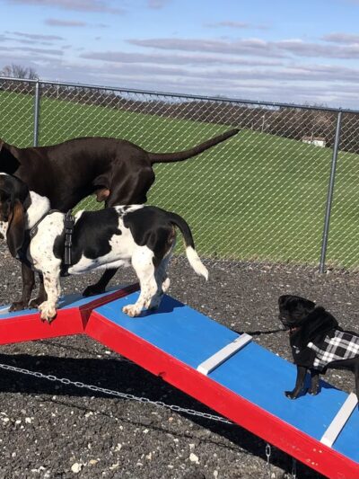 Woodbine Woof Pack - Mt Airy, MD