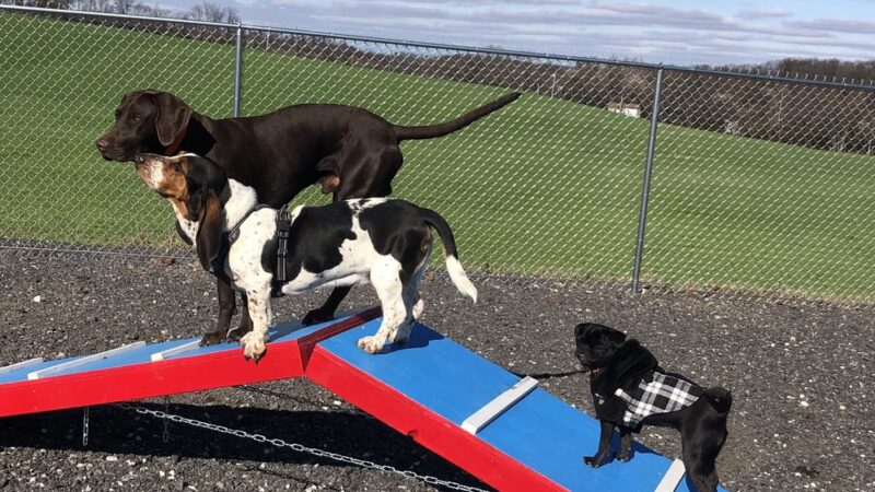 Woodbine Woof Pack - Mt Airy, MD