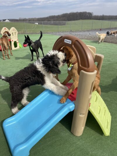 Woodbine Woof Pack - Mt Airy, MD