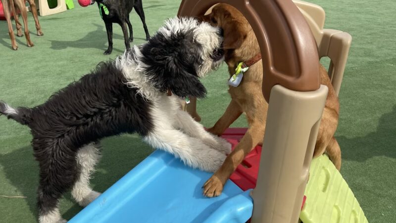 Woodbine Woof Pack - Mt Airy, MD