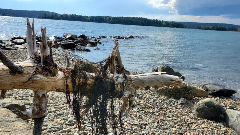 Pretty Marsh Picnic Area - Mt Desert, ME