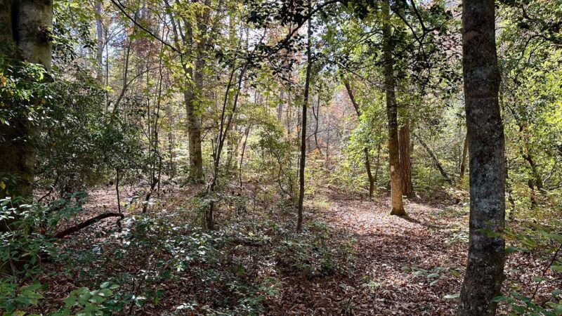 Dutchman's Creek Trailhead - Mt Gilead, NC