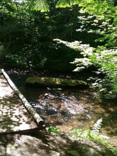 Dog River West Hiking Bridge - MT HOOD PRKDL, OR