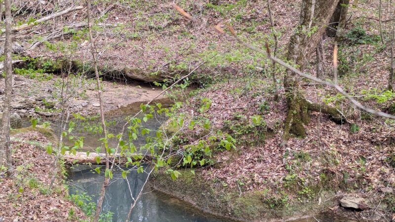 Thompson Trailhead - Mt Hope, AL