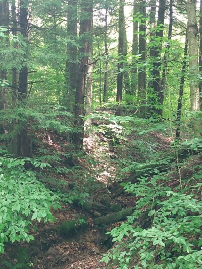 Kinzua Valley Trail, Westline Trailhead - Mt Jewett, PA