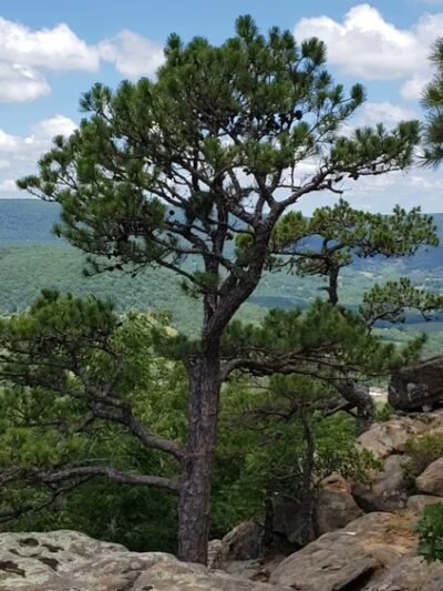 Sam's Loop Trail - Mt Judea, AR
