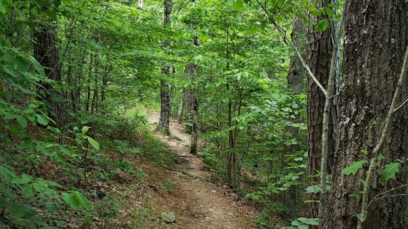 Sam's Loop Trail - Mt Judea, AR