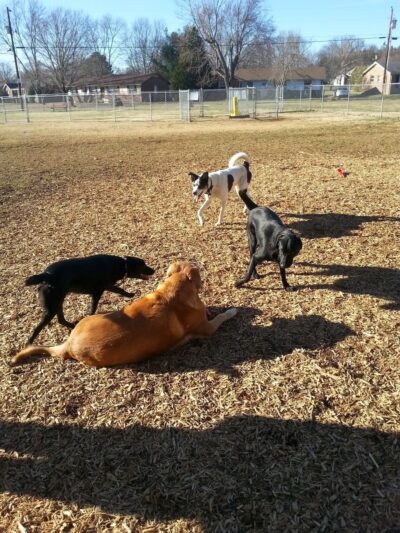 Mount Juliet Bark Park - Mt. Juliet, TN