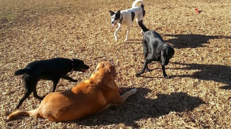 Mount Juliet Bark Park - Mt. Juliet, TN