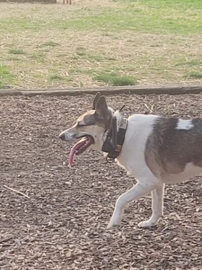 Mount Juliet Bark Park - Mt. Juliet, TN