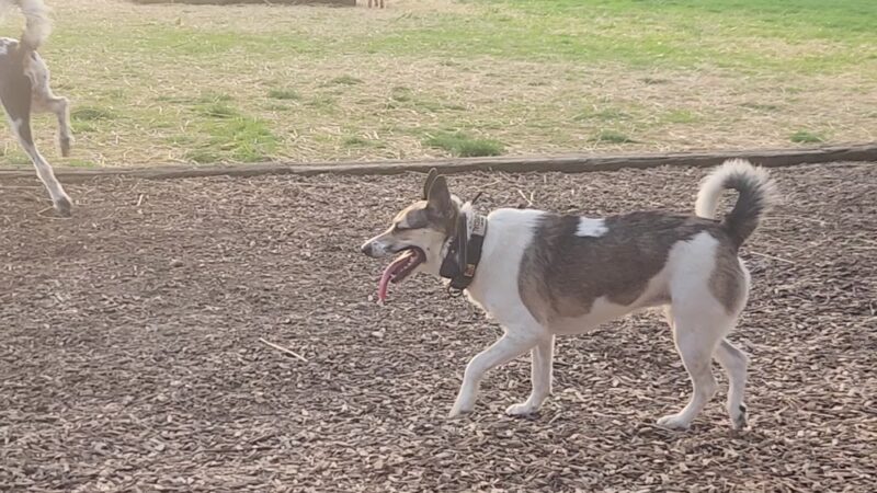 Mount Juliet Bark Park - Mt. Juliet, TN