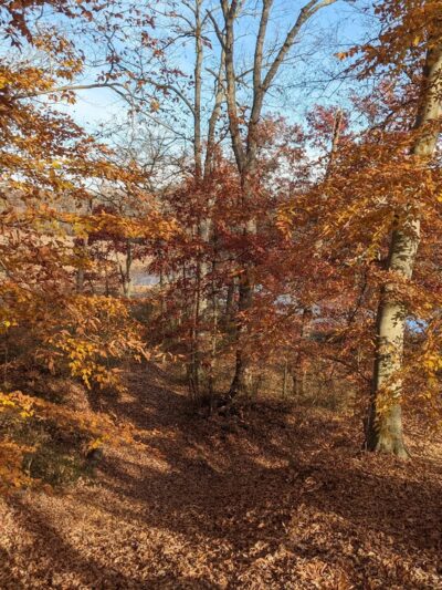 Rancocas Woods Trails - Mt Laurel Township, NJ