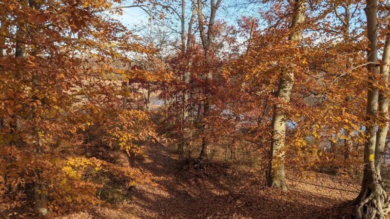 Rancocas Woods Trails - Mt Laurel Township, NJ
