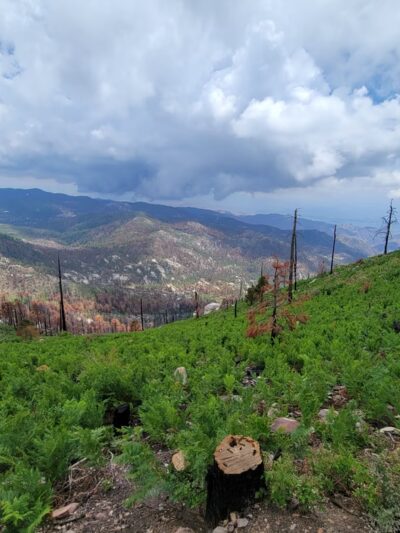Mount Lemmon Trailhead Entrance - Mt Lemmon, AZ