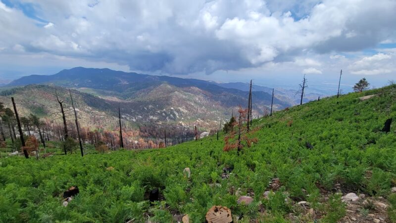 Mount Lemmon Trailhead Entrance - Mt Lemmon, AZ