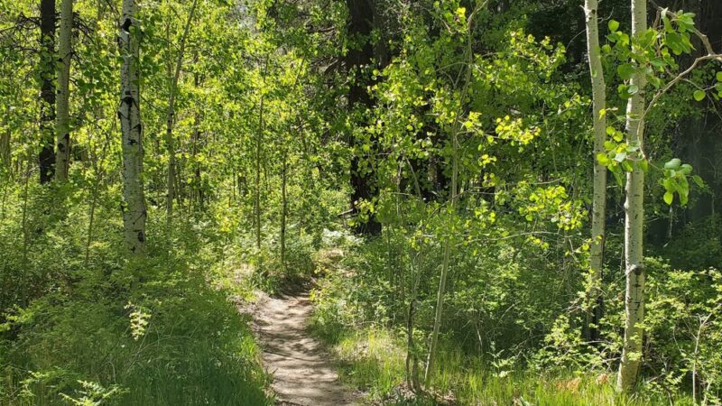Mount Lemmon Trailhead Entrance - Mt Lemmon, AZ