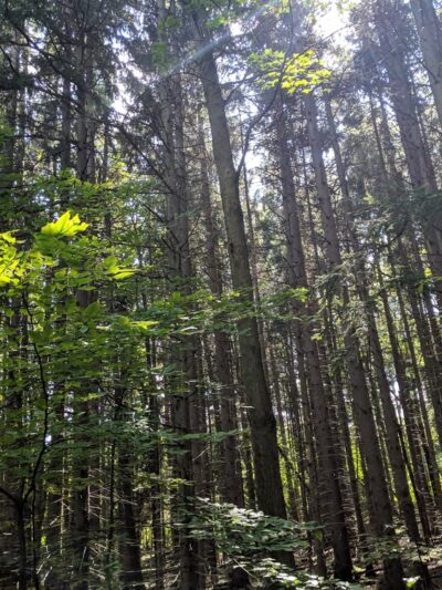Finger Lakes Trail - Mt Morris, NY