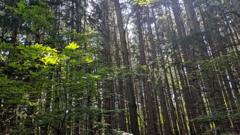 Finger Lakes Trail - Mt Morris, NY