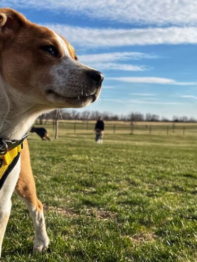 East Lake Park - Dog Park - Mt Pleasant, IA