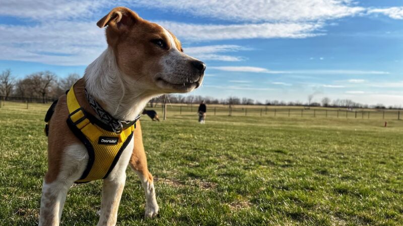 East Lake Park - Dog Park - Mt Pleasant, IA