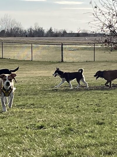 East Lake Park - Dog Park - Mt Pleasant, IA