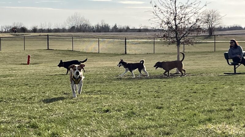 East Lake Park - Dog Park - Mt Pleasant, IA