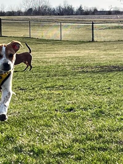 East Lake Park - Dog Park - Mt Pleasant, IA