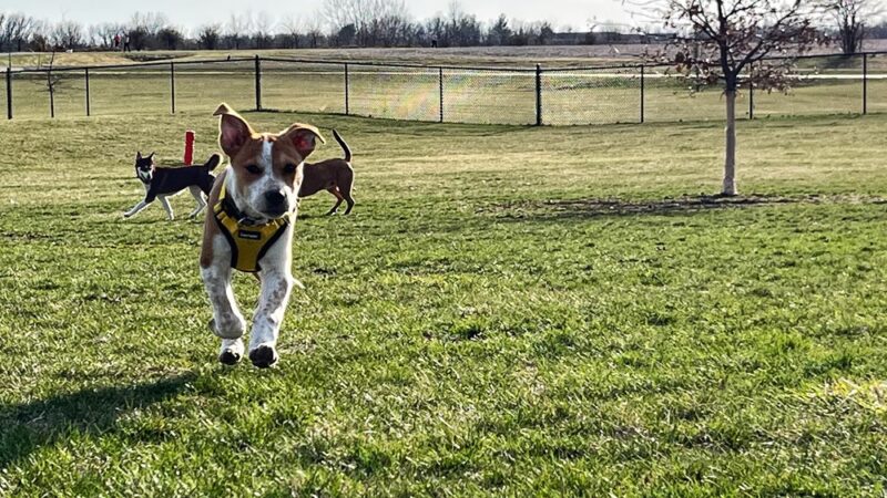 East Lake Park - Dog Park - Mt Pleasant, IA
