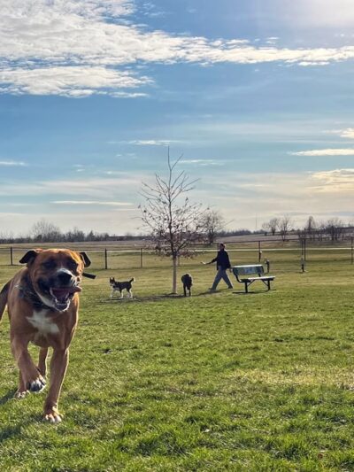 East Lake Park - Dog Park - Mt Pleasant, IA