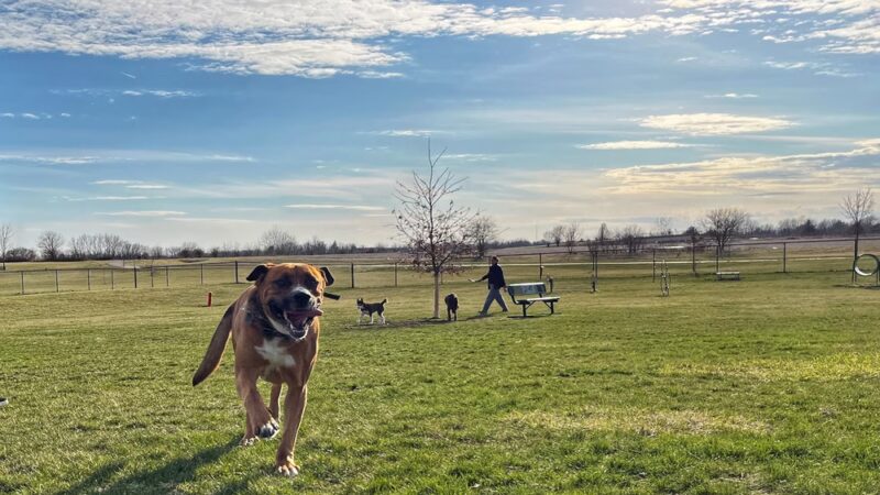 East Lake Park - Dog Park - Mt Pleasant, IA