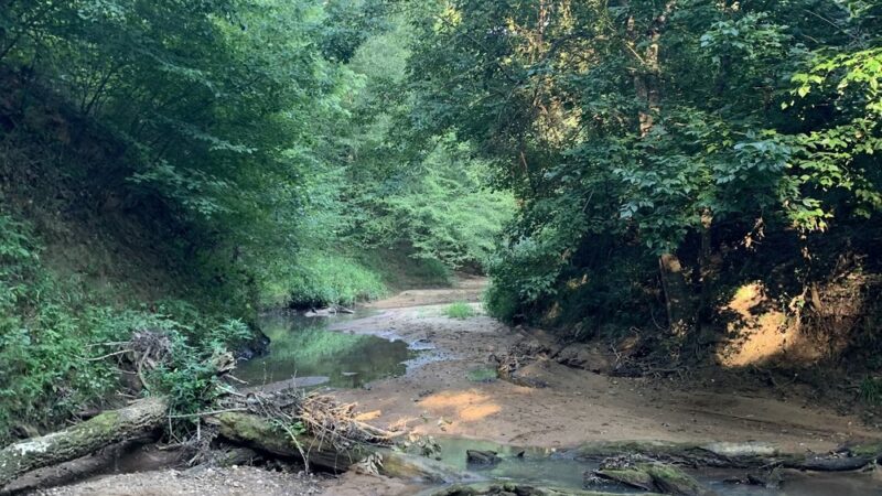 Buffalo Creek Preserve - Mt Pleasant, NC