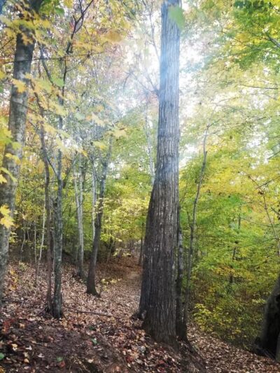 Buffalo Creek Preserve - Mt Pleasant, NC