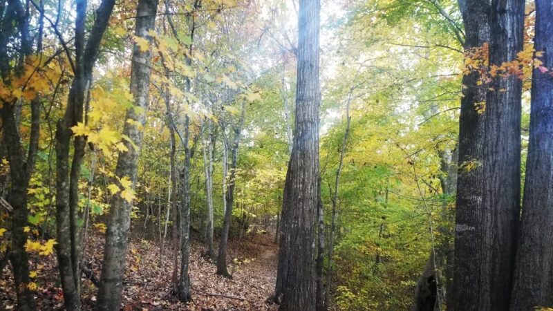 Buffalo Creek Preserve - Mt Pleasant, NC