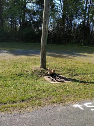 Mount Pleasant Town Park - Mt Pleasant, NC