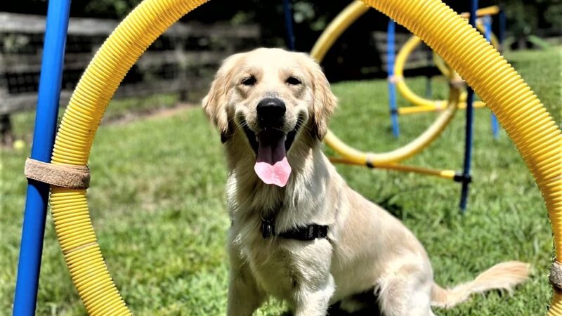 Tuscarora's Country Club for Dogs - Mt Pleasant, NC