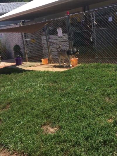 Tuscarora's Country Club for Dogs - Mt Pleasant, NC
