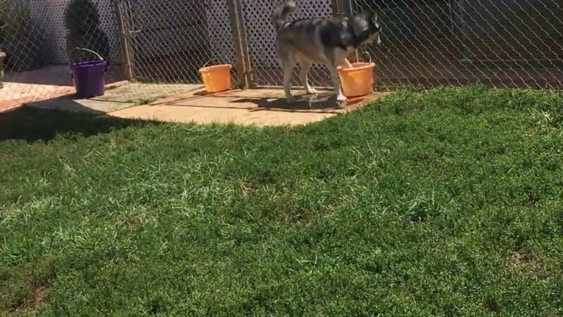 Tuscarora's Country Club for Dogs - Mt Pleasant, NC