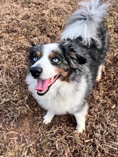 Tuscarora's Country Club for Dogs - Mt Pleasant, NC