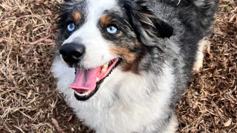 Tuscarora's Country Club for Dogs - Mt Pleasant, NC